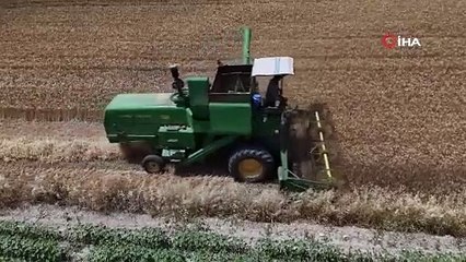 Buğday hasadı başladı, verim yüzde 40 düştü!