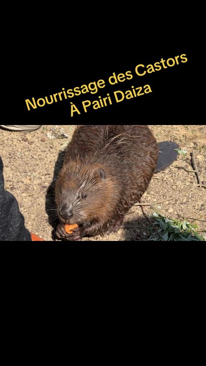 Castors à Pairi Daiza