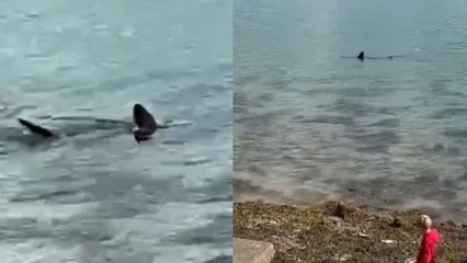 Man stunned after spotting massive shark meters from UK coast