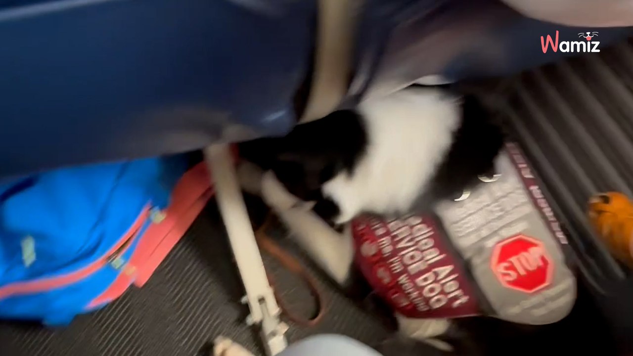 Pendant les consignes de l'hôtesse de l'air, elle décide de filmer son "bagage" qui ne rentre pas sous le siège (vidéo)