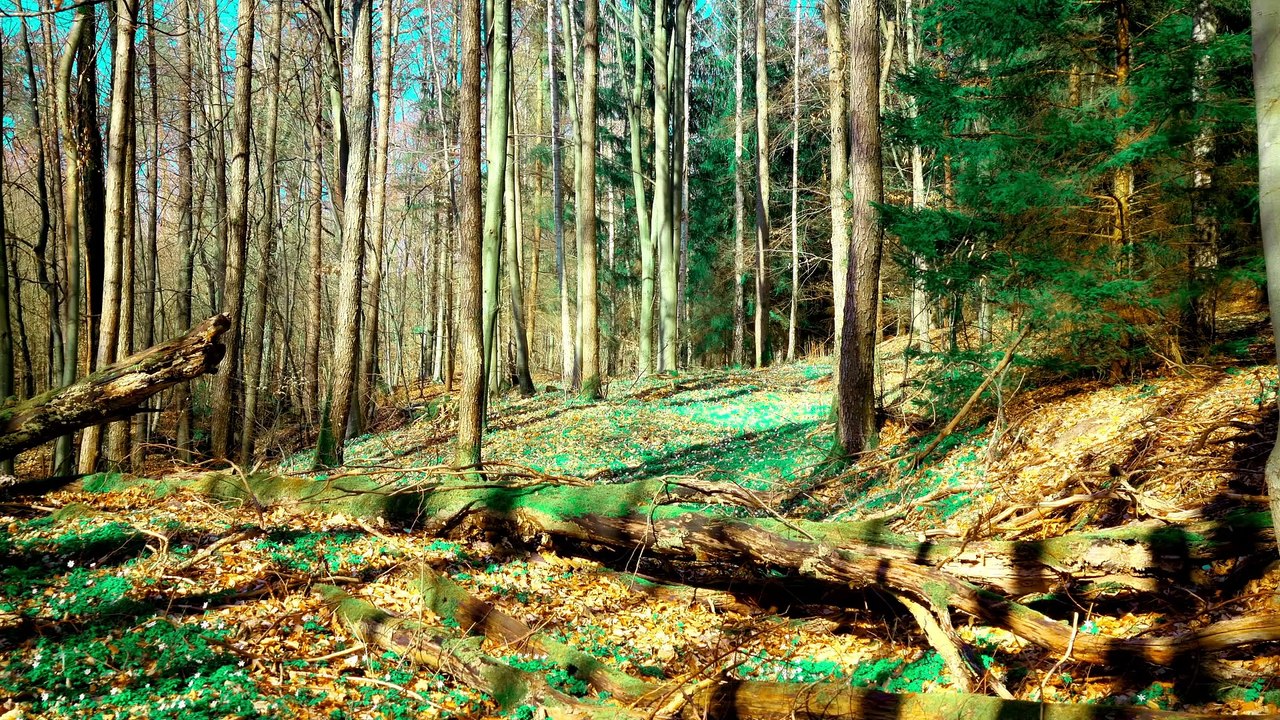 Quiet Forest Corner; Lily of the Valley Blooms and Bird Melodies