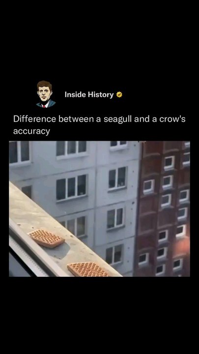 Difference between a seagull and a crow's accuracy.