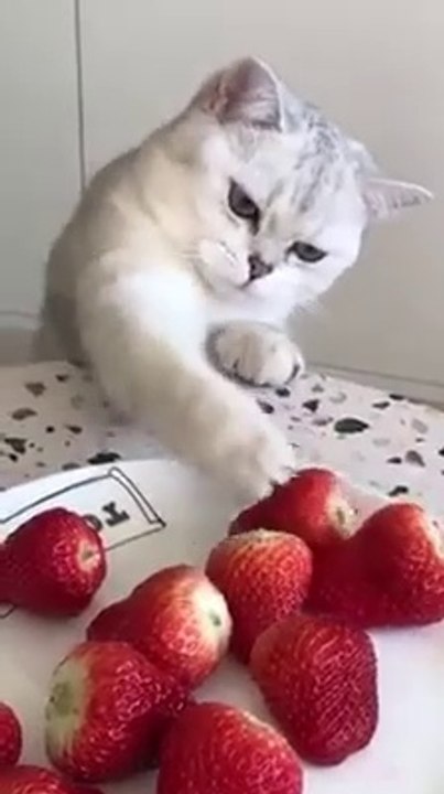 Cute cat shorts