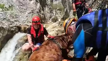 Düştüğü derede mahsur kalan danayı AFAD ekipleri kurtardı