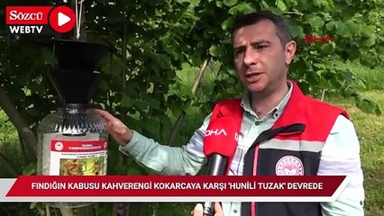 Fındığın kabusu kahverengi kokarcaya karşı 'hunili tuzak' devrede
