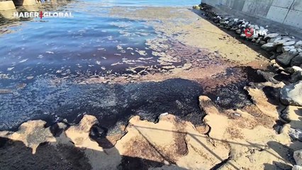 Tekirdağ sahilinde alg ve plankton patlaması: Denizin rengi değişti