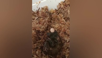 Mystery solved as huge carnivorous snail filmed laying an egg from its neck