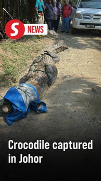 Half-ton crocodile captured in Johor