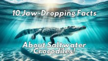 10 Jaw-Dropping Facts About Saltwater Crocodiles!