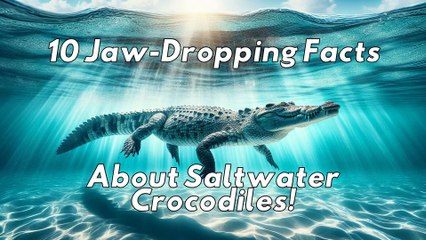 10 Jaw-Dropping Facts About Saltwater Crocodiles!
