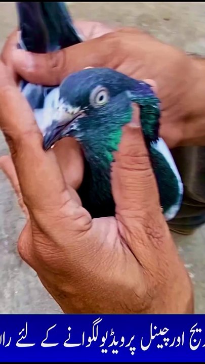 Subscribe Our YouTube Channel For Complete Videos https://www.youtube.com/@PakistanPigeonAssociation