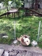 The daily life of pandas 🐼(77)   #Panda #Lovely