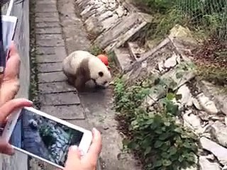 The daily life of pandas 🐼(79)   #Panda #Lovely