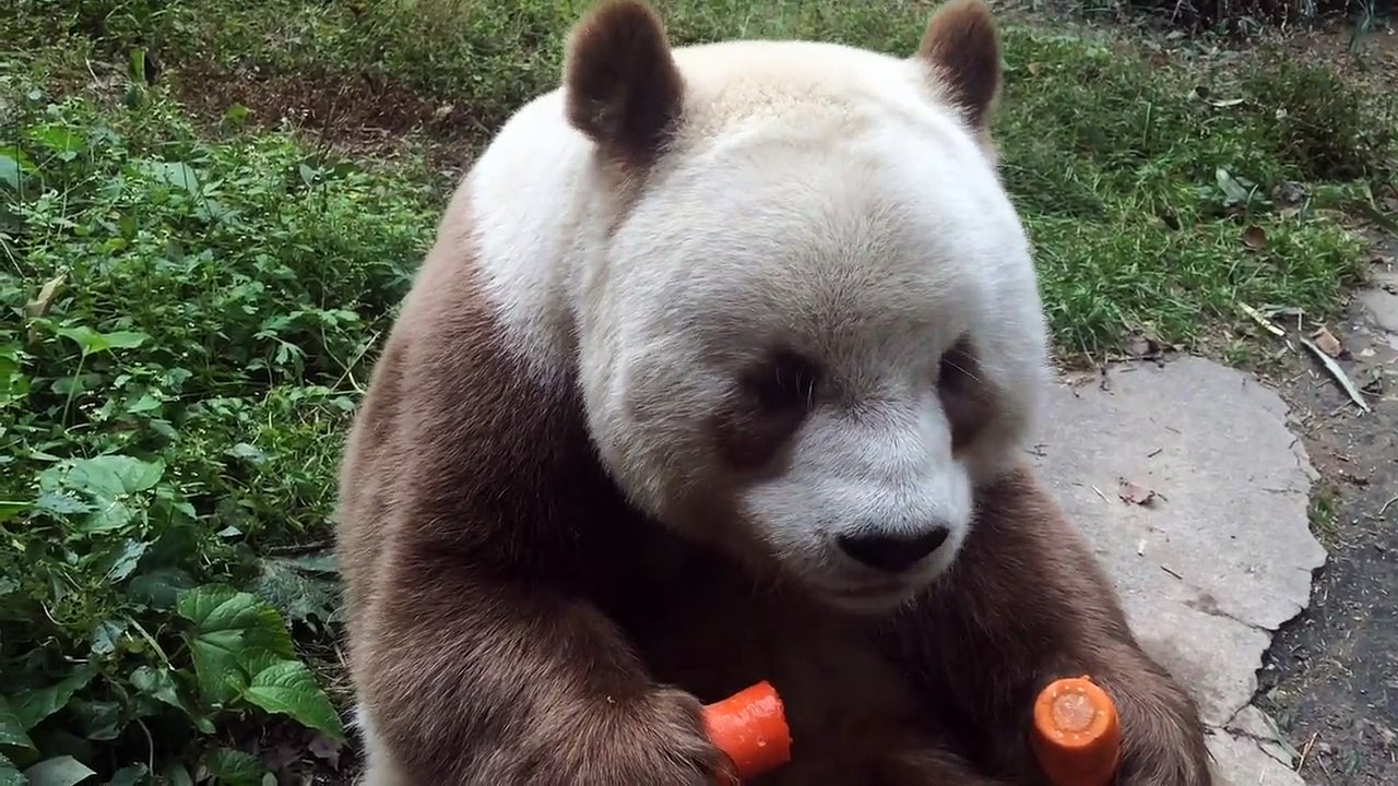 The daily life of pandas 🐼(78)   #Panda #Lovely