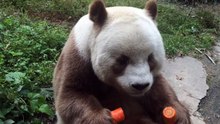 The daily life of pandas 🐼(78)   #Panda #Lovely