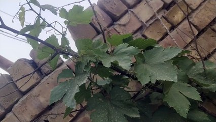 Guess please, what is this plant