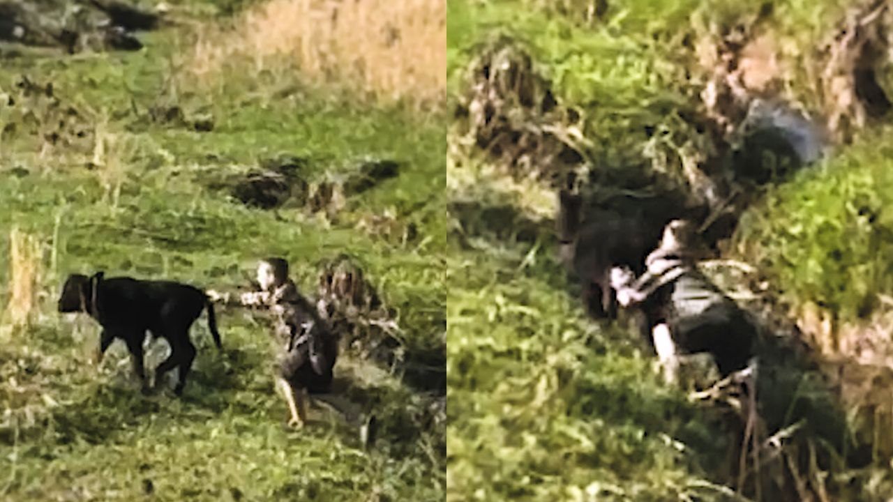 Moment, in dem ein geistesgegenwärtiger Junge ein Kalb aus dem Bach rettet