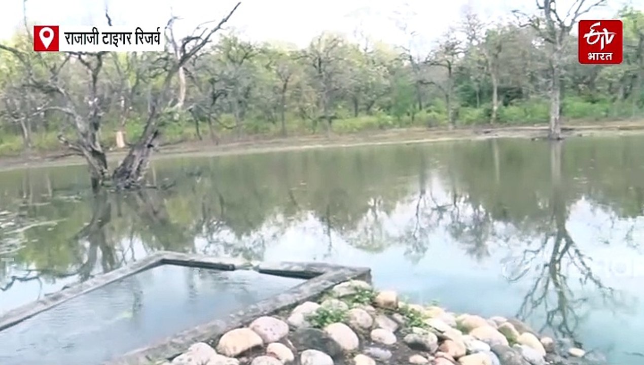 सूखा पड़े या भीषण गर्मी, वन्यजीवों को नहीं होगी पानी की कमी, जानिए WWW तकनीक का कमाल