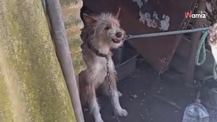 "Él no lo sabe, pero este es su último día encadenado": así fue el angustioso rescate de Boris en Pontevedra