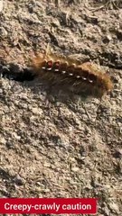 Creepy-crawly caution in Skegness