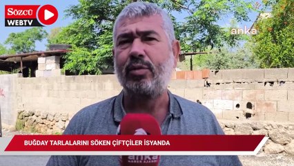 Buğday tarlalarını söken çiftçiler isyanda: 'Köylünün hali harap'