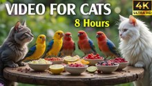 Video for Cats to Watch Bird in the Forest — Your Cat Will Go Crazy! - CatTV Central