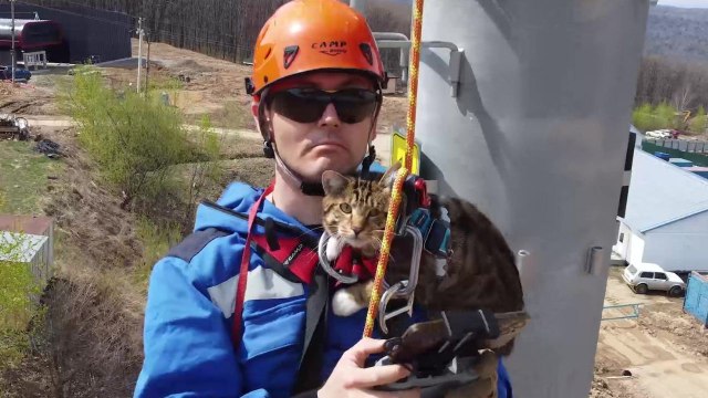 Cat joins owner at work - perched on his shoulder atop 15-meter-high tower