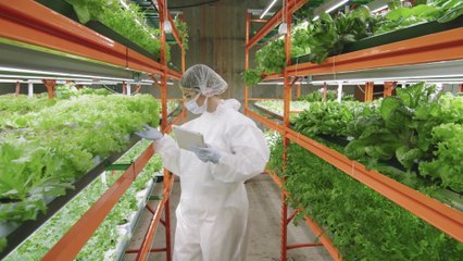 Agritech, il 60% degli investimenti è destinato al Vertical Farming