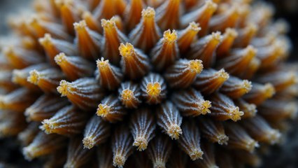 Investigadores advierten la propagación de un hongo letal: ¿en qué zonas está afectando?