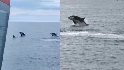 Scotland: Killer whales breach off coast