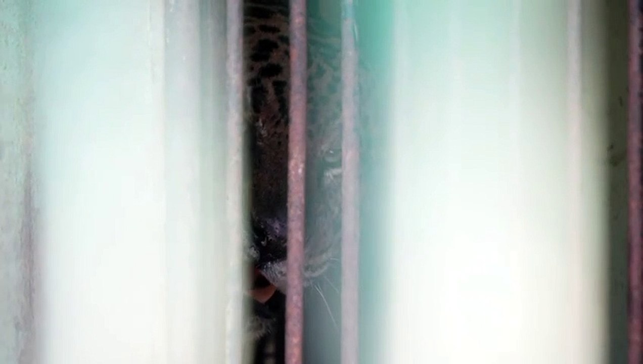 Onça-pintada que matou Jorginho mostra sinais positivos de recuperação