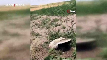 Ankara'da 1 kiloluk mantar görenleri hayrete düşürdü