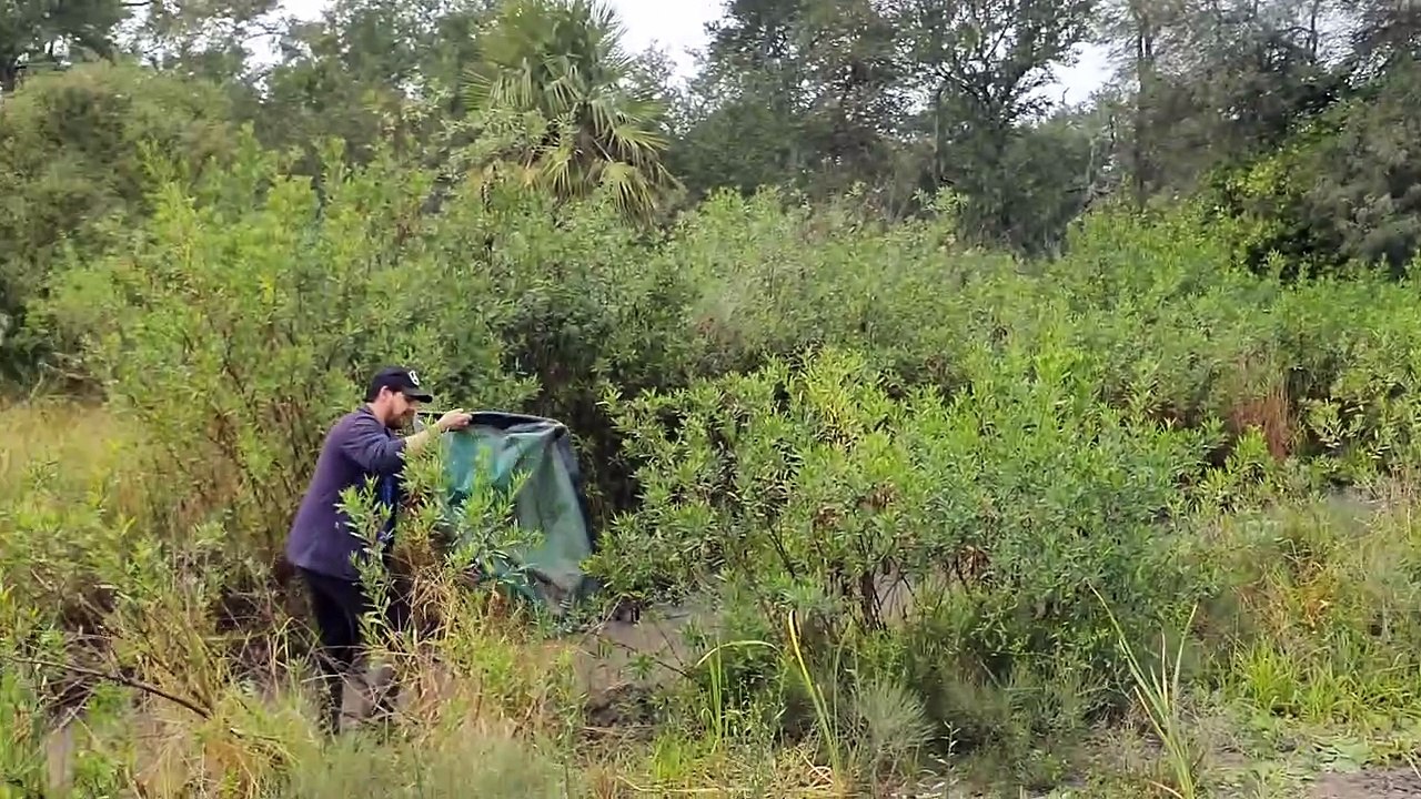 Científicos argentinos descubrieron una especie animal: cómo es el nuevo pez killi gigante