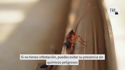 Hay un alimento que las cucarachas no pueden soportar y ya los tienes en la cocina. Úsalo así para librarte de ellas sin químicos