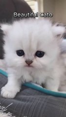 Meet the Most Beautiful Cat! | Adorable & Graceful Feline Moments #BeautifulCat, #CuteCat, #CatLovers, #AdorablePets, #FluffyCat