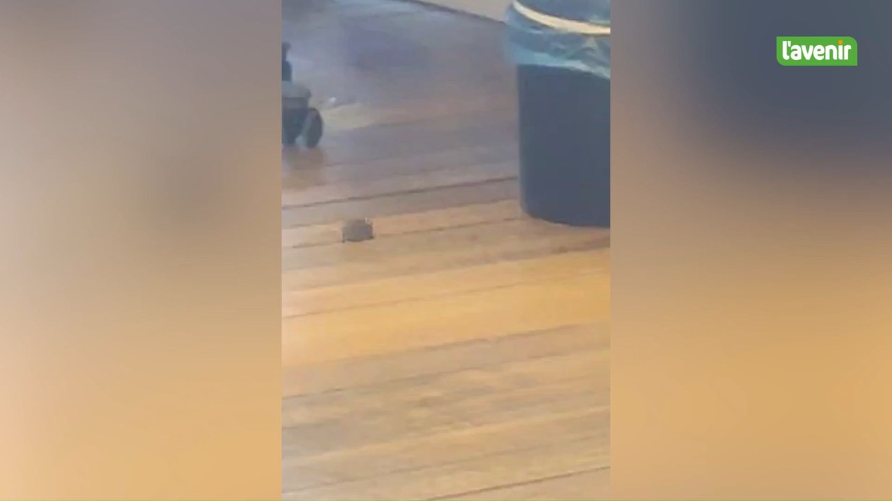 Les souris envahissent le palais de Justice de Bruxelles