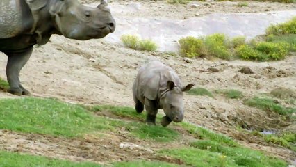 Do You Know What a Group of Rhinos Are Called? I Bet It’ll Take You a Long Time to Guess