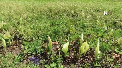 Sadece Türkiye'de yetişiyor: Çiğ hali en zehirli ama suyu tam bir şifa deposu ortaya çıktı