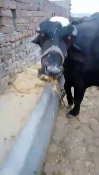 0316-5235818 Healthy Buffalo Heifer/Qurbani/Kallar Syedan/Rawalpindi/3,00,000/-