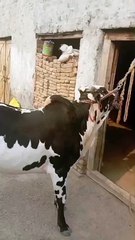 0318-5659226 Energetic/Beautiful Bull/Qurbani/Kalyam Rawalpindi