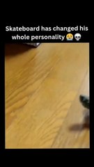 "When Cats and Turtles Become BFFs 😹🐈🐢"