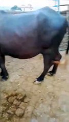 0316-5235818-Buffalo Heifer/Qurbani/Affordable/Healthy Choice/Meat Weight 220 kg/Price 3,00,000/-