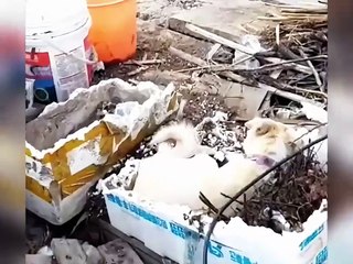 Paw-sitively Hilarious：Cats and Dogs That’ll Make