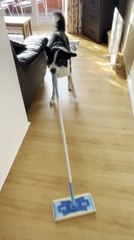 Dog Sweeps Floor With Sweeper