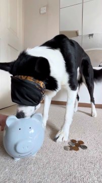 Dog Puts Coins in Piggy Bank While Blindfolded