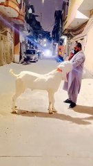 0304-5906125 White Rajanpuri Goat/Perfect Qurbani Choice