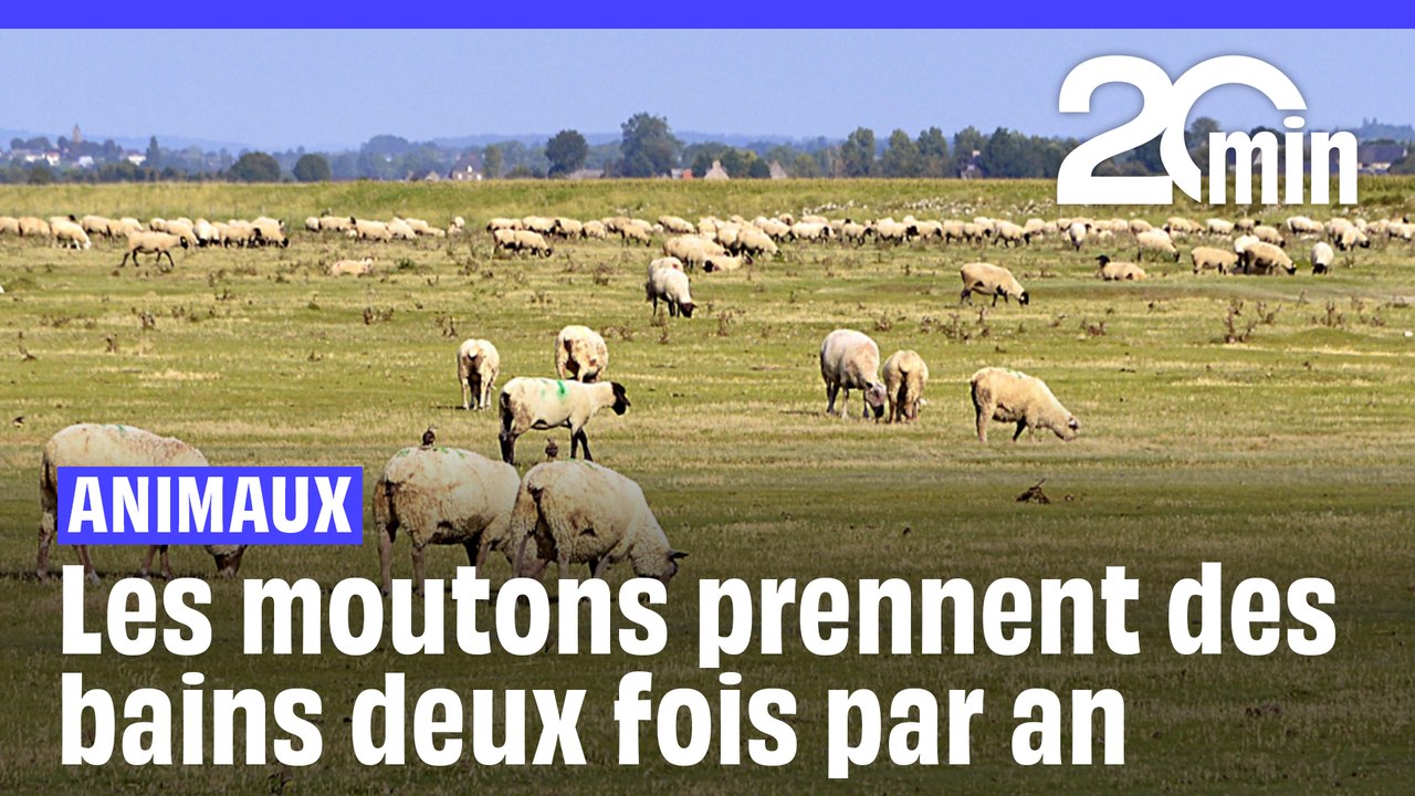 Même les moutons prennent des bains