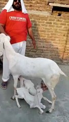 Rajanpuri Goat with two kids