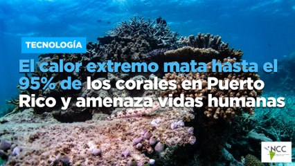 El calor extremo mata hasta el 95% de los corales en Puerto Rico y amenaza vidas humanas