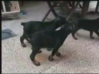 Bébés vasseurs 5 semaines 2